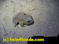 /home//u458753944/public_html/sourcegallery//Roxborough Toad Detour/2013-2019/2013/2013-04-09/P1120049.JPG